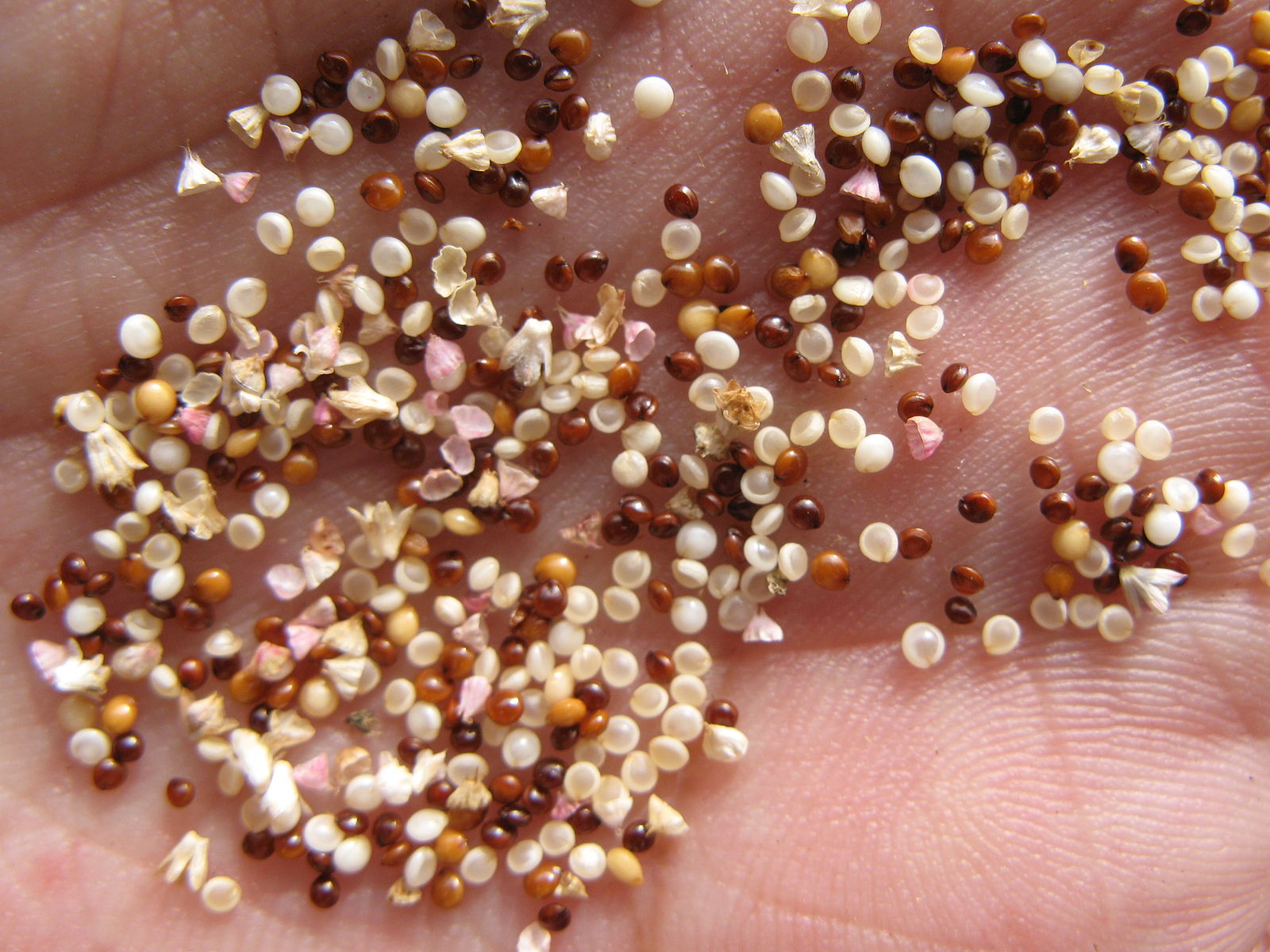 Amaranth Amaranthus Spp Learn Seed Saving